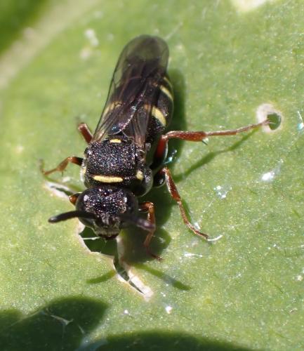 Nysson sp.